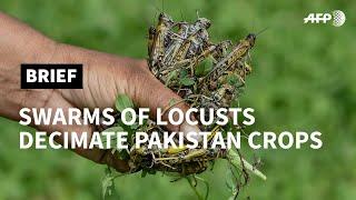Locust plague sweeps into Pakistan | AFP