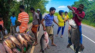 Special! Rain Day Beautiful Village Fish Market Excellent Show Skills in Sri Lanka