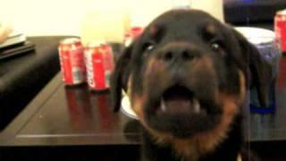 Talking rottweiler puppy