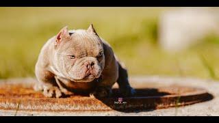 Exotic bully-Taz Line mini bully