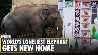 World's loneliest elephant Kaavan rehomed from Pakistan to Cambodia | World News