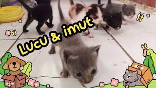 5 Ekor anak kucing belajar jalan | kucing lucu