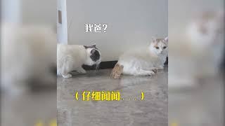 一次洗澡，导致小猫家庭破裂