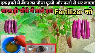 एक हफ्ते में बैंगन का पौधा फूलो और फलो से भर जाएगा | best fertilizer for eggplant#fertilizer