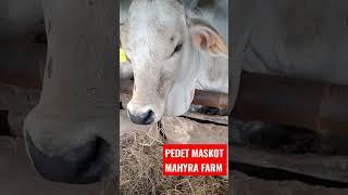 Pedet Maskot kandang Mahyra Farm Cilacap Jawa tengah