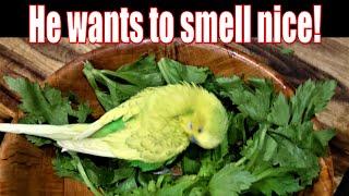 Bird Puts Celery Under His Wings As Deodorant | PEDRO the Budgie