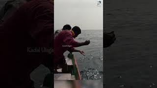 Catching King Fish Using Ribbon Fish as Bait #fishing #fishingvideo #fishingtime