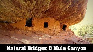 Natural Bridges National Monument and Mule Canyon - UTAH - Native Ruins and Arches.