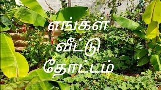 En Veetu Thottam || My Garden in Tamil || Home Garden || எங்க வீட்டு தோட்டம்