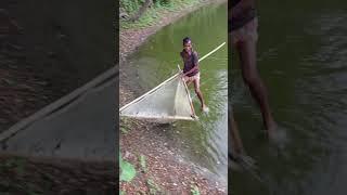 Tela is catching fish with a net #fish #fishing #fitness #fishingvideo #shorts