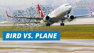 What happens when birds fly into plane engines?