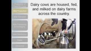 Supply Chain Video - The Milk Story