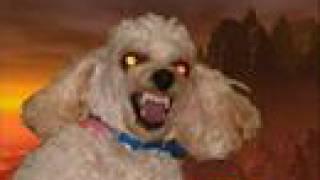 PSYCHO DOG FROM HELL