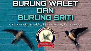 Persamaan dan Perbedaan Burung Walet dan Burung Sriti  #perbedaanwaletdansriti #persamaanwalet&sriti