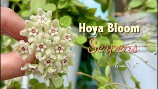  Hoya Serpens | Care Tip | HOYA BLOOM | Peduncle growth | Fower Shape | Flower duration | Scent