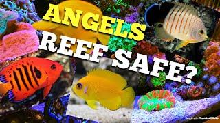 Angel Fish Reef Safe?