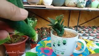#486 How to Propagate Aloe Plant.... Cutting Propagation and Update... Succulent Davao