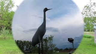 The World's Largest Sandhill Crane