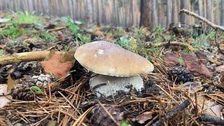 BOLETUS EDULIS Y PINICOLA en La Rioja a 11 de junio de 2023