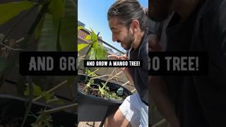 DIY Mango Tree in a Pot!  creative explained