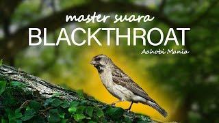 master suara blackthroat | AAHOBI MANIA