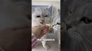 养猫人赶紧薅诚实一口猫爪冻干，一口一个酥脆长肉，没有小猫能拒绝！养猫人 新手养猫 萌宠养成记 科学养宠攻略 萌宠好物