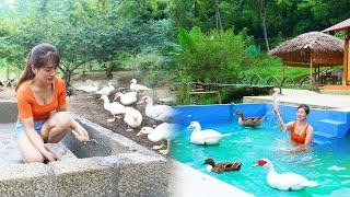 Building Swimming Pool For Geese - Swimming with Geese | Nhất My Bushcraft