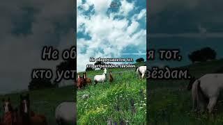 цитаты #лошади #цитатыпрожизнь #цитаты великих #красивоевидео