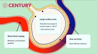 Exchange Surfaces: Alveoli | GCSE Biology