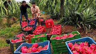 48 ലക്ഷം വരുമാനമുള്ള കർണ്ണാടകയിലെ ഡ്രാഗൺഫ്യൂട്ട് കൃഷിരീതി  കേരളത്തിലും പരീക്ഷിക്കാം..|Dragon Fruit