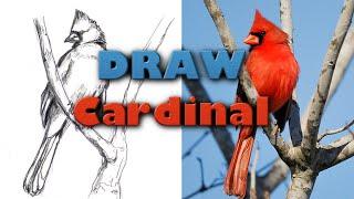 HOW TO DRAW A CARDINAL BIRD Step by Step Pencil Drawing Tutorial. Guided realistic bird sketch