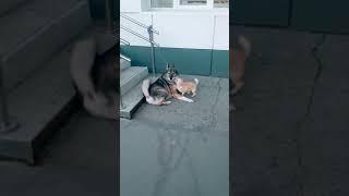 Малыш зажигает #маленькиесобачки #приколысживотными