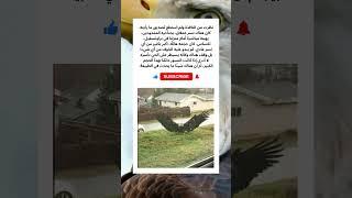 #قصص #قصص_واقعية #اكسبلور #حيوانات #عجائب #غرائب #كلاب #كلب #خيل #خيول #طبيعة #قطط #حصان #قطة #فرس