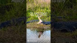 The original Alligator Alley where gators are the pedestrians. #shorts