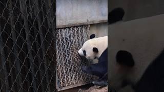 The taste of brown panda Qi Zai’s fur #funny #panda #neighbors #qizai #cutepanda #pandalove