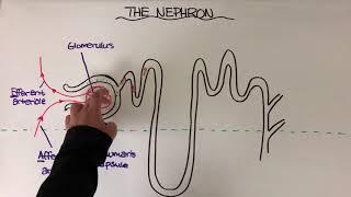 The Nephron