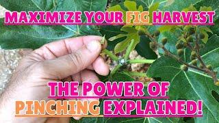 Maximize Your Fig Harvest: The Power of Pinching Explained!#figs #gardening #gardeningtips #pruning