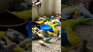 BUDGIES EATING SOFTFOOD