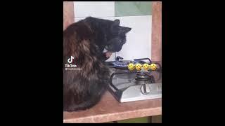 Кот «ШашлыКот» | Короткие Приколы про Котов | Видео Приколы