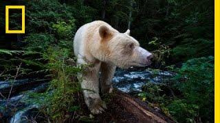 National Geographic Live! - Capturing the Spirit Bear | Nat Geo Live