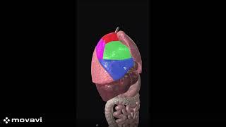 Сегменты легкого#анатомия человека