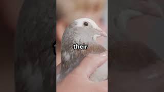 The Pigeon #trending #trendingshorts #historyshorts #history #historyfacts #pigeons #viralhistory
