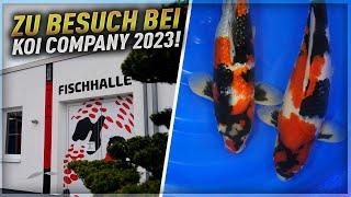 Einfach wow! Koi Company 2023! 94.000 Liter Koi Anlage und riesiger Versandhandel!