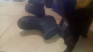 маленький проказник