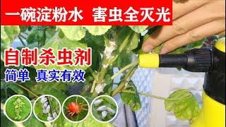 阳台种菜，分享一款有机杀虫剂，自己动手也能DIY！| DIY insecticide|杀虫记录，全程分享