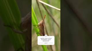 Wo sind die Grashüpfer im Frühling?