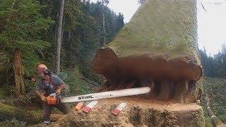 Amazing Skill Felling Cutting Big Tree With Chainsaw You Should Look to See How Big Trees Are Felled