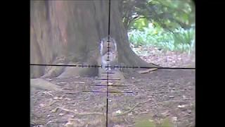 squirrel shooting, pest control, sniper cam