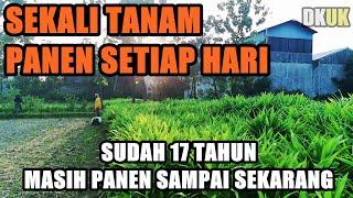 Sekali Tanam Panen Terus Setiap Hari / sudah jalan 17 Tahun