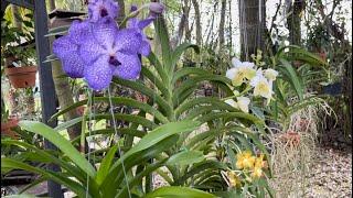 Vanda Orchid Care for Beginners, Growing Outdoors and Loving It, 2022 edition, January 9